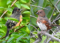 Eastern towhees
