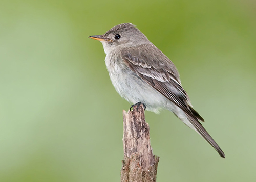 Eastern Wood-pewee