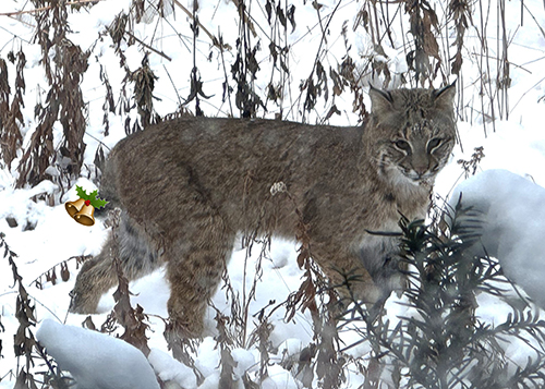 Bobcat