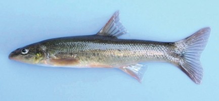 Longnose Dace