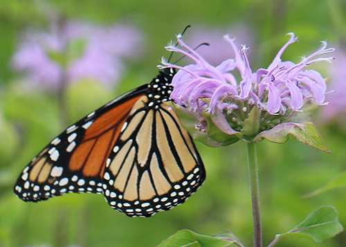 Adult Monarch Butterfly