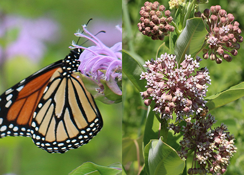 Monarch butterfly (left) and milkweed (right)
