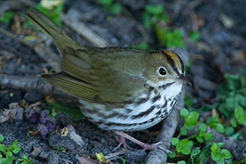 Ovenbird