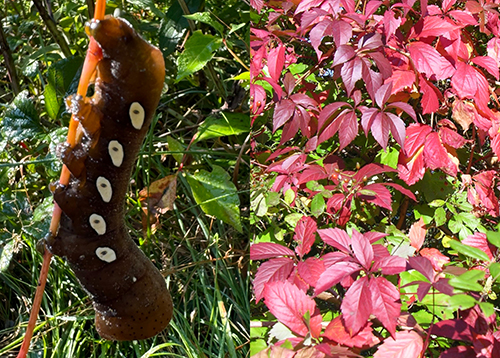 Pandora sphinx moth caterpillar (left) and Virginia creeper (right)