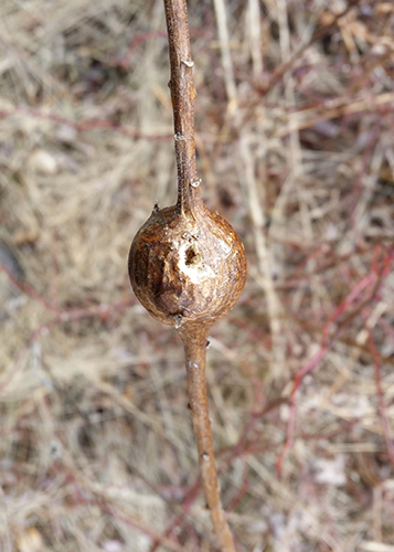 Pecked goldenrod gall