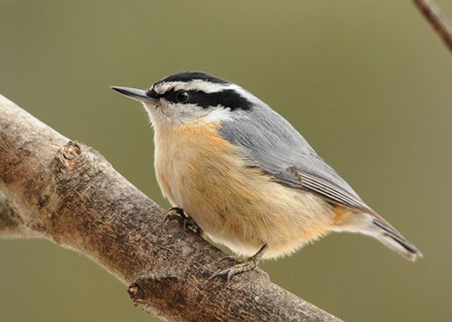 Red-breasted Nuthatch perched on a branch.