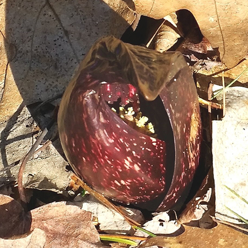 Skunk Cabbage