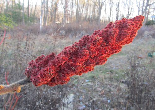 Staghorn Sumac Berries