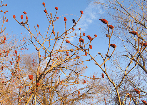 Staghorn Sumac in Winter
