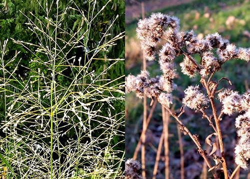 Switchgrass (left) and goldenrods (right)
