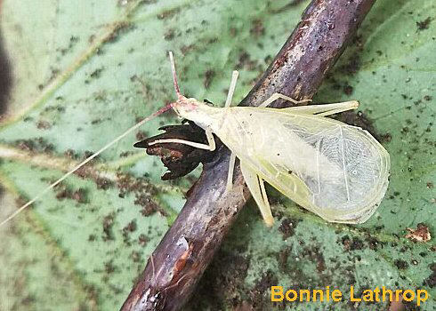Snowy tree cricket