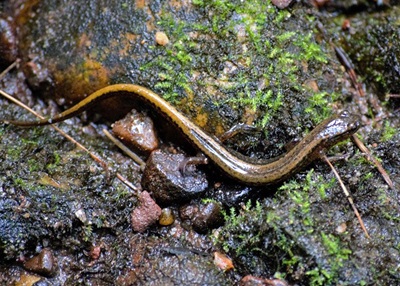 Adult Two-lined Salamander
