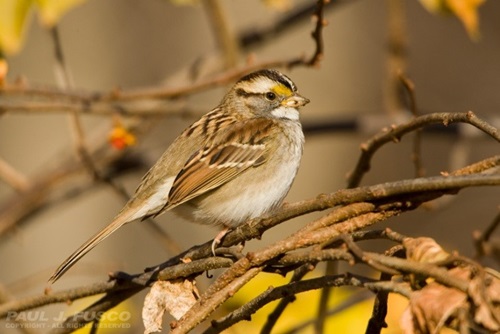 White-throated Sparrow