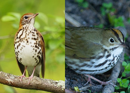 Wood thrush (left) ovenbird (right)