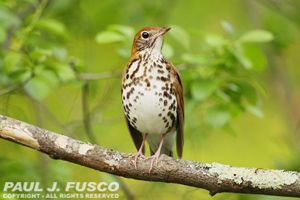 Wood Thrush