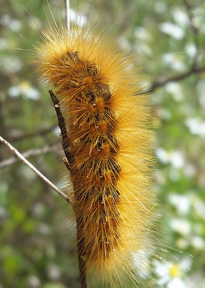 Yellow Bear Caterpillar