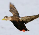 black duck
