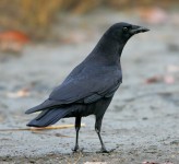 American crow