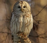 barred owl