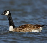 Canada goose