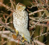 Cooper's hawk