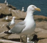 herring gull