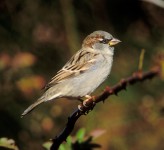 house sparrow