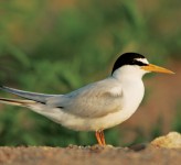 least tern