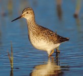 lesser yellowlegs