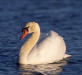 mute swan