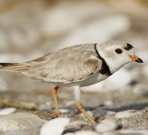Piping plover