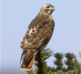 red-tailed hawk