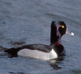 Ring-necked duck