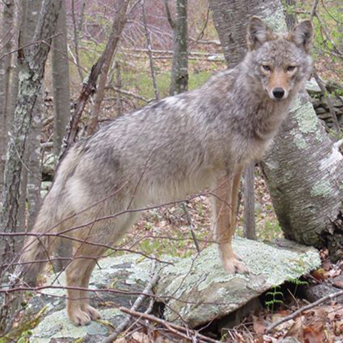 Coyote standing on a rock.