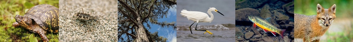 Connecticut Species of Greatest Conservation Need and State Assessment Priority Species