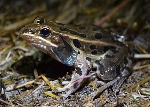 Photo of an Atlantic Coast Leopard Frog sitting on leaf litter at night.