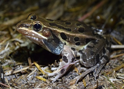 Atlantic Coast Leopard Frog, a Species of Greatest Conservation Need in Connecticut. Photo of an Atlantic Coast Leopard Frog sitting on leaf litter at night.