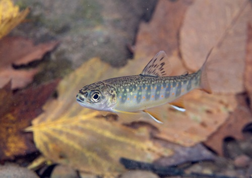 Photo of a young Brook Trout swimming over autumn leaves. This is a Species of Greatest Conservation Need in Connecticut.