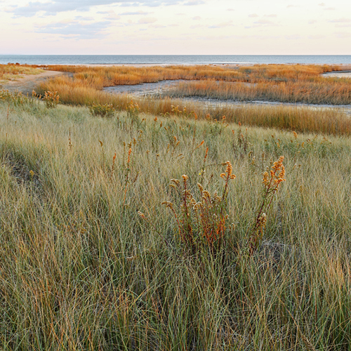 View of a coastal saltmarsh.