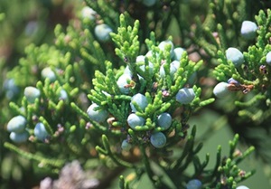 Eastern Red-cedar, a State Assessment Priority Species in Connecticut. Photo of foliage from an Eastern Red-cedar tree. This is a State Assessment Priority Species in Connecticut.