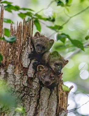 Fisher, a Species of Greatest Conservation Need in Connecticut. Photo of a family of fishers peering out of a broken tree stump. This is a Species of Greatest Conservation Need in Connecticut.