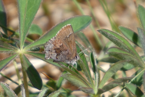 A Frosted Elfin perched on its host plant, Lupine. This is a Species of Greatest Conservation Need in Connecticut.