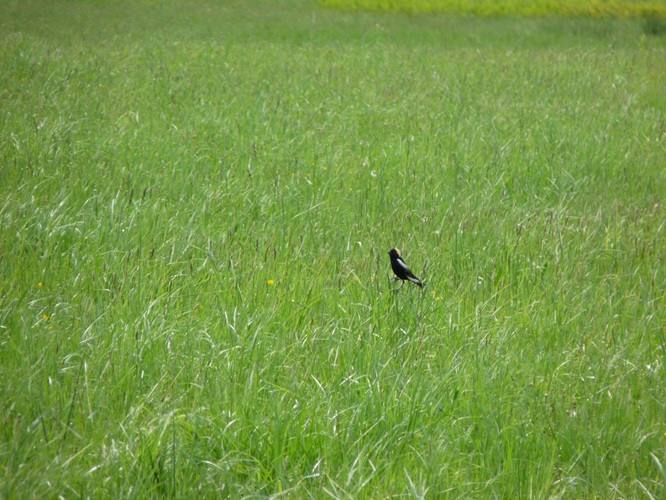 Hilltop Meadow with Bobolink at Highstead