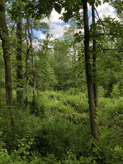 Mesic hardwood forest at Highstead Foundation