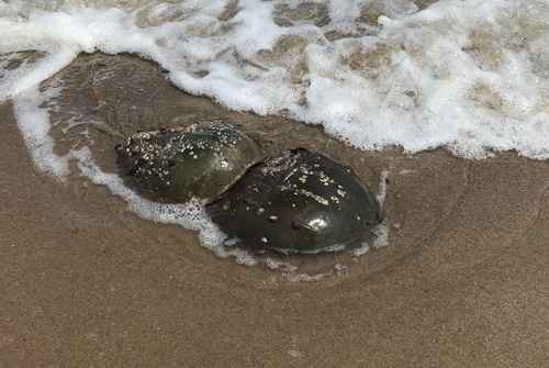 Horseshoe Crabs in West Haven, Connecticut