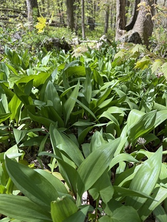 Wild Ramps