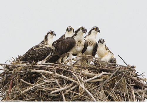 Osprey on nest with several young. Due to population recovery, Osprey are no longer a Species of Greatest Conservation Need in Connecticut.
