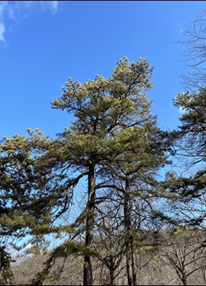 Pitch Pine, a Species of Greatest Conservation Need in Connecticut. Photo of a Pitch Pine tree, a Species of Greatest Conservation Need in Connecticut.