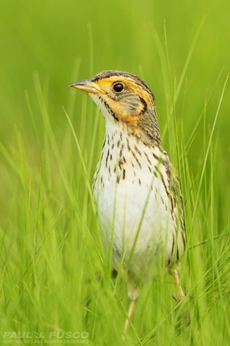 Photo of Saltmarsh Sparrow in marsh grasses. This is a Species of Greatest Conservation Need in Connecticut.