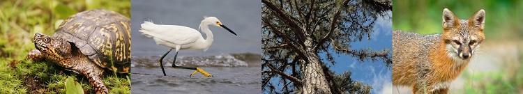 Eastern Box Turtle, Great Egret, Pitch Pine, and Gray Fox are included in the 2025 Connecticut Wildlife Action Plan.